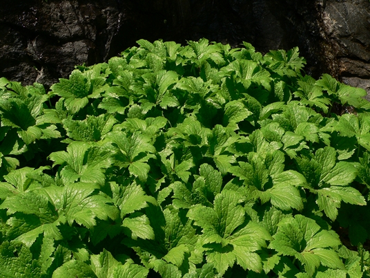 {Trautvetteria caroliniensis}